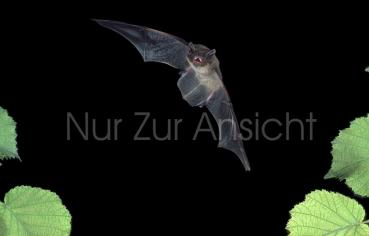 Postkarte Rauhautfledermaus im Flug